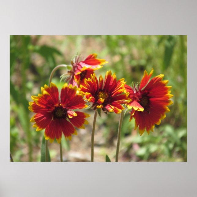Indian Blanket Wildflowers Poster (Front)