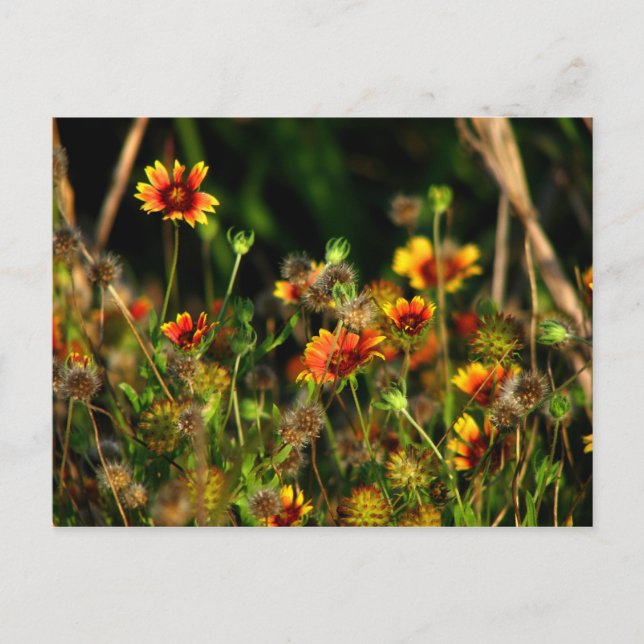 Indian Blankets Postcard (Front)