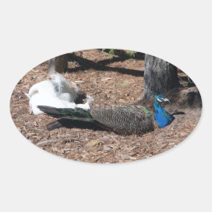 Indian Blue and White Pheasants sticker