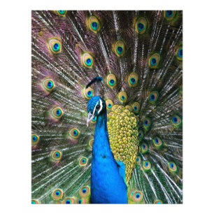 Indian blue green peacock bird feathers on display photo print