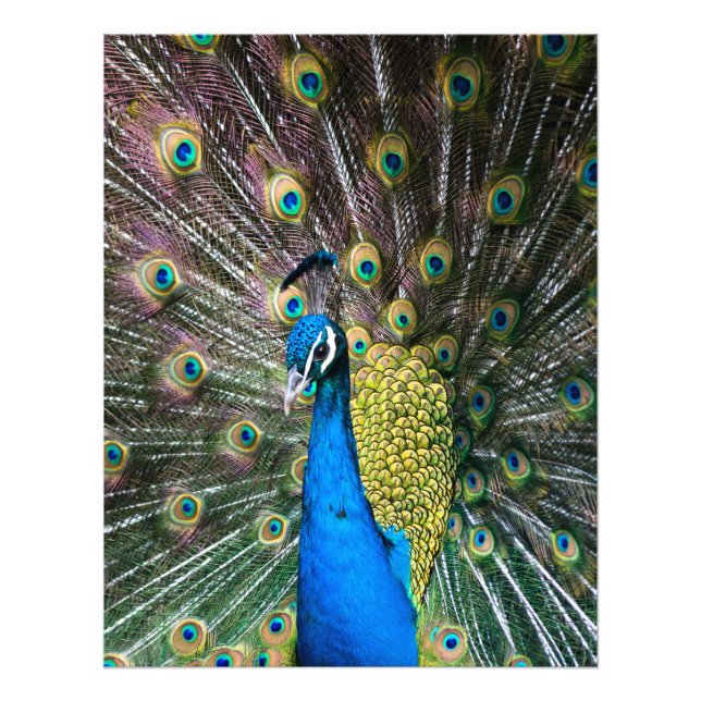 Indian blue green peacock bird feathers on display photo print (Front)