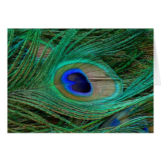 Indian Blue Peacock Feather