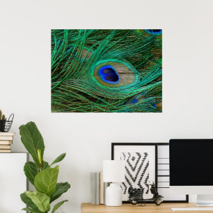 Indian Blue Peacock Feather Poster Print