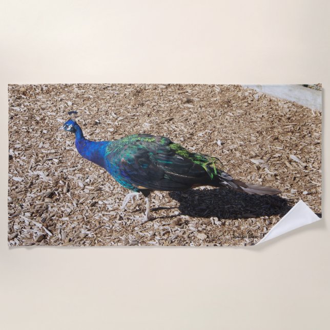 Indian Blue Peafowl beach towel (Front)