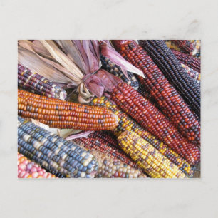 Indian corn postcard