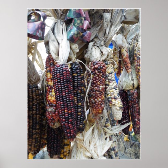 Indian Corn Poster (Front)