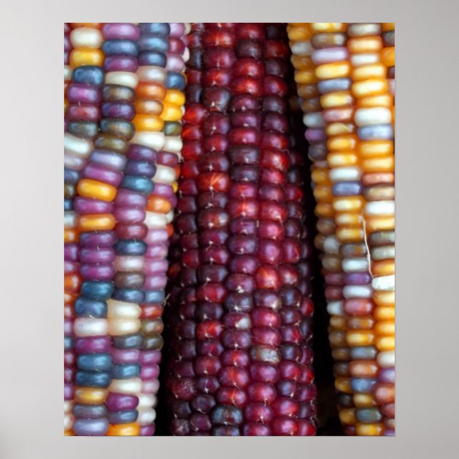 Indian Corn Print by Kim Rowlett (Front)
