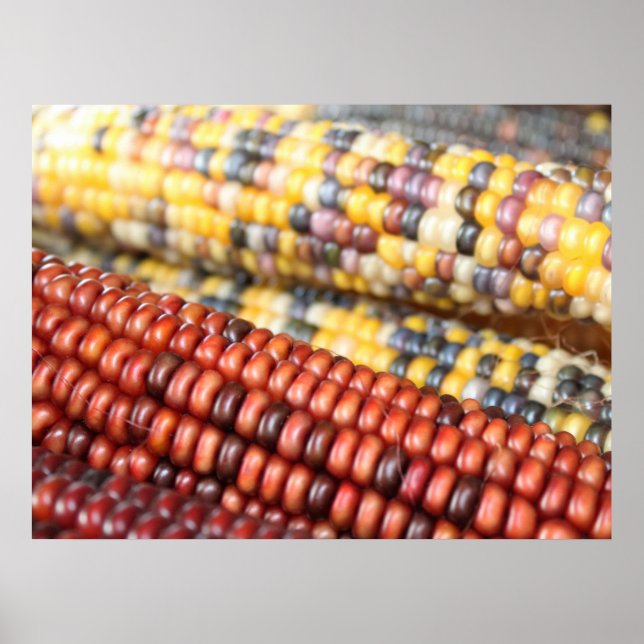 Indian Corn rustic photo Poster (Front)