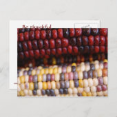 Indian Corn Thanksgiving Postcard (Front/Back)
