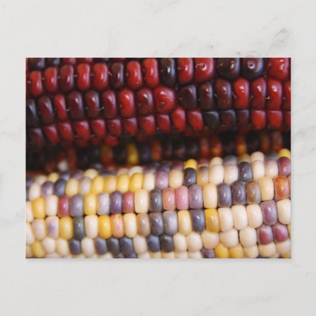 Indian Corn Thanksgiving Postcard (Front)