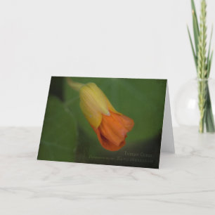 Indian Cress Greeting Card