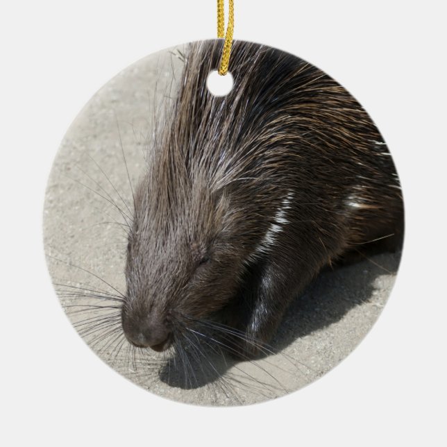 Indian Crested Porcupine Ceramic Tree Decoration (Front)