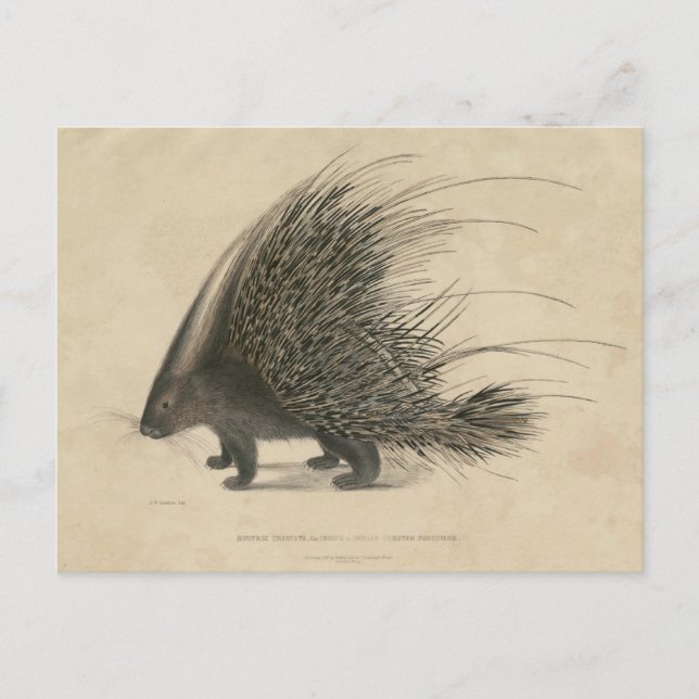 Indian Crested Porcupine Postcard (Front)