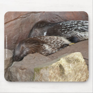Indian Crested Porcupines Mouse Mat