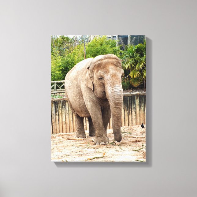 Indian elephant animal canvas print (Front)
