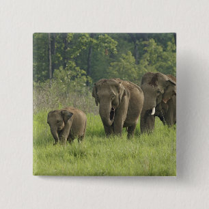 Indian Elephant Family 15 Cm Square Badge