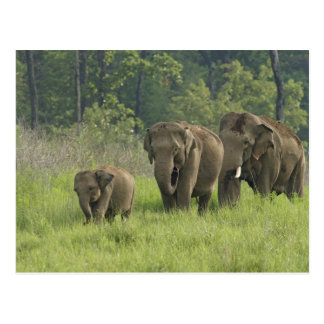 indian_elephant_family_coming_out_of_post_cards-r1773d0aa703d45d1a9ea5046b4f751e3_vgbaq_8byvr_324.jpg