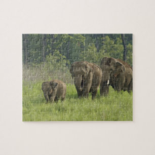 Indian Elephant Family Jigsaw Puzzle