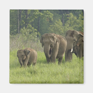 Indian Elephant Family Magnet