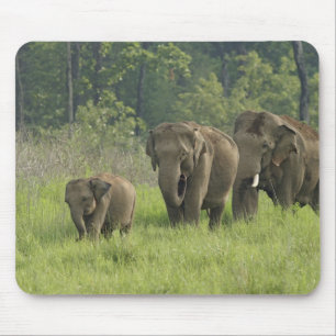 Indian Elephant Family Mouse Mat