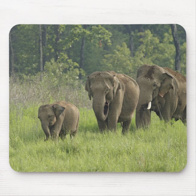 Indian Elephant Family Mouse Mat (Front)