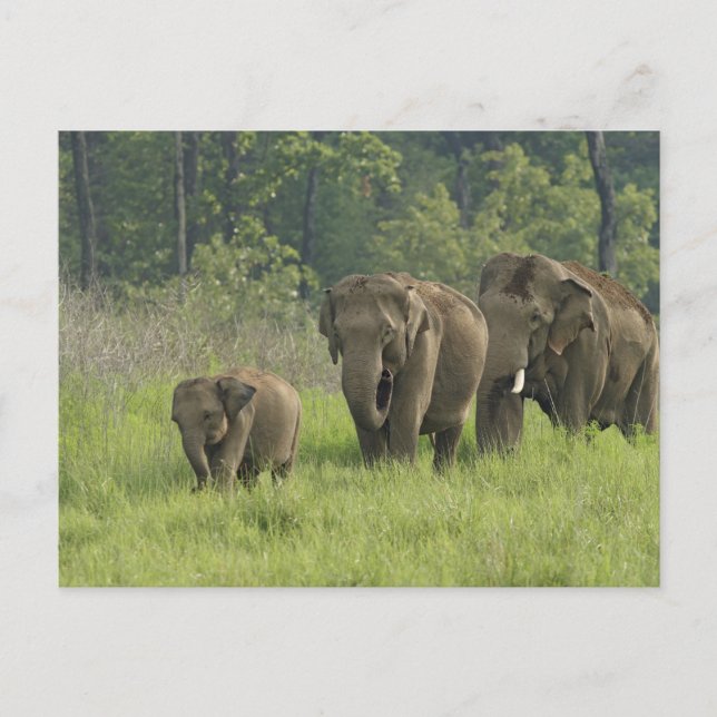 Indian Elephant Family Postcard (Front)