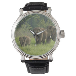 Indian Elephant Family Watch