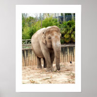 Indian elephant