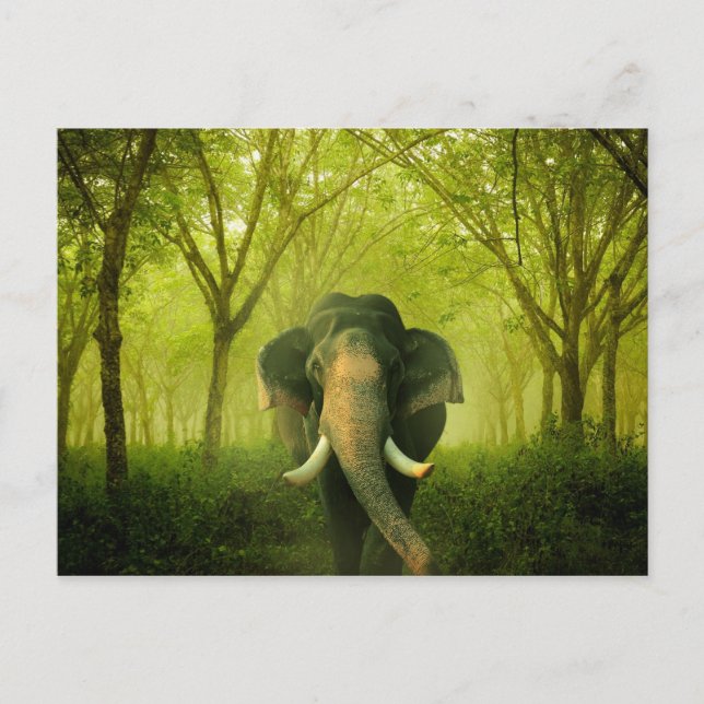 Indian Elephant Stunning Large Mammal Green Forest Postcard (Front)