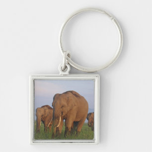 Indian Elephants in the Grassland Key Ring