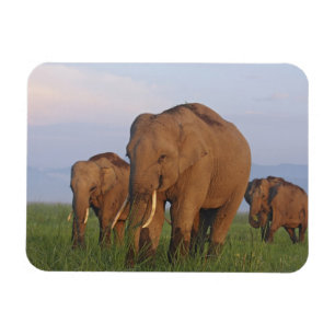 Indian Elephants in the Grassland Magnet