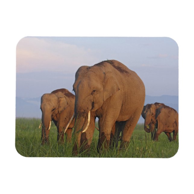 Indian Elephants in the Grassland Magnet (Horizontal)