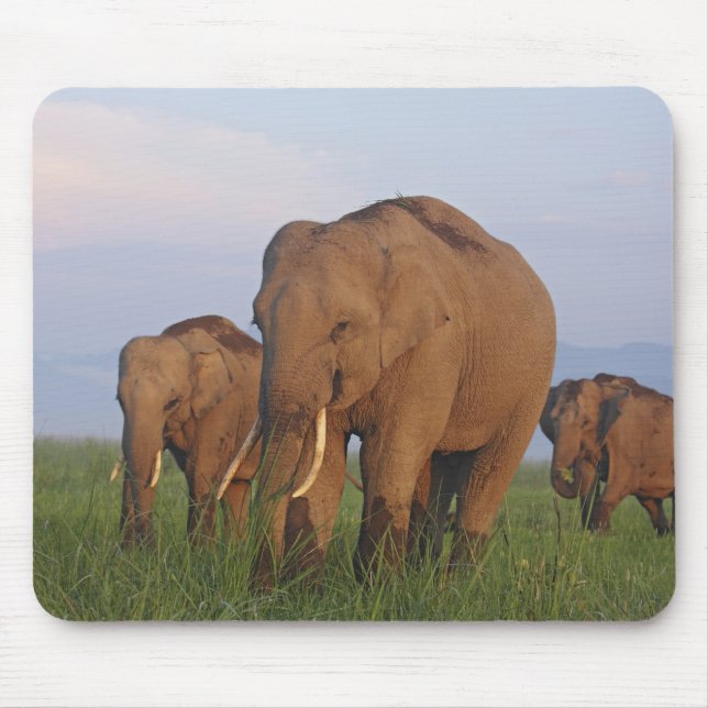 Indian Elephants in the Grassland Mouse Mat (Front)