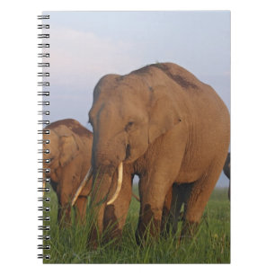 Indian Elephants in the Grassland Notebook