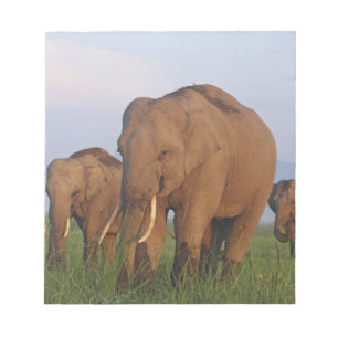 Indian Elephants in the Grassland Notepad