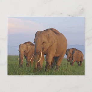 Indian Elephants in the Grassland Postcard