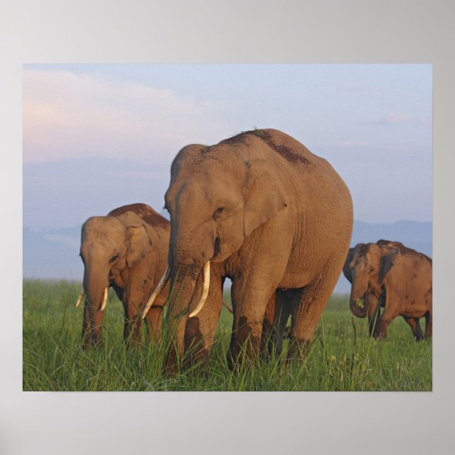 Indian Elephants in the Grassland Poster (Front)