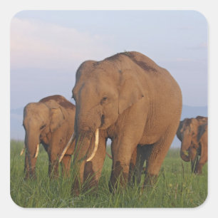 Indian Elephants in the Grassland Square Sticker