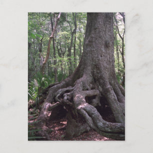 Indian Forest Artefact Custom Louisiana Postcard