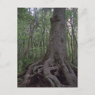 Indian Forest Artefact Custom Louisiana Postcards