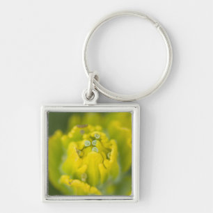Indian Golden Paintbrush Castilleja 2 Key Ring