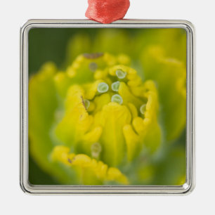 Indian Golden Paintbrush Castilleja 2 Metal Tree Decoration