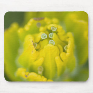 Indian Golden Paintbrush Castilleja 2 Mouse Mat