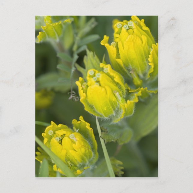Indian Golden Paintbrush Castilleja Postcard (Front)