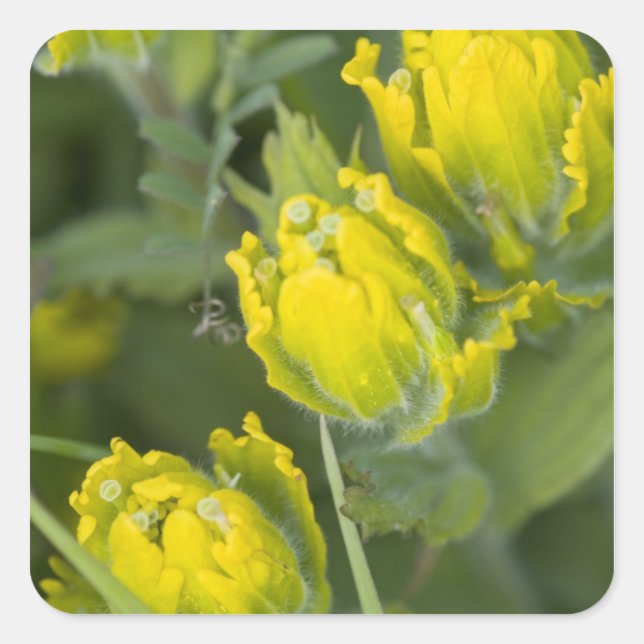 Indian Golden Paintbrush Castilleja Square Sticker (Front)