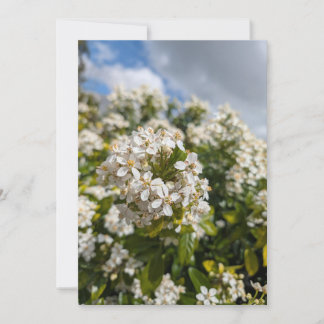 Indian Hawthorn Flowers Invitation
