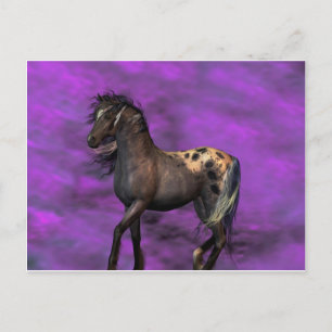Indian Horse Postcard