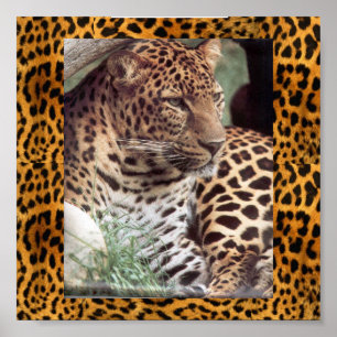 Indian Leopard Poster