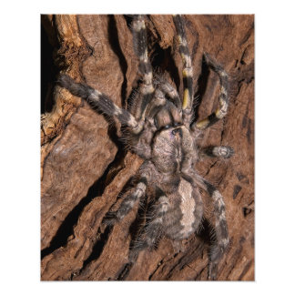 Indian Ornamental Tarantula Bark Photo Print