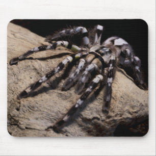 Indian ornamental tarantula mouse mat